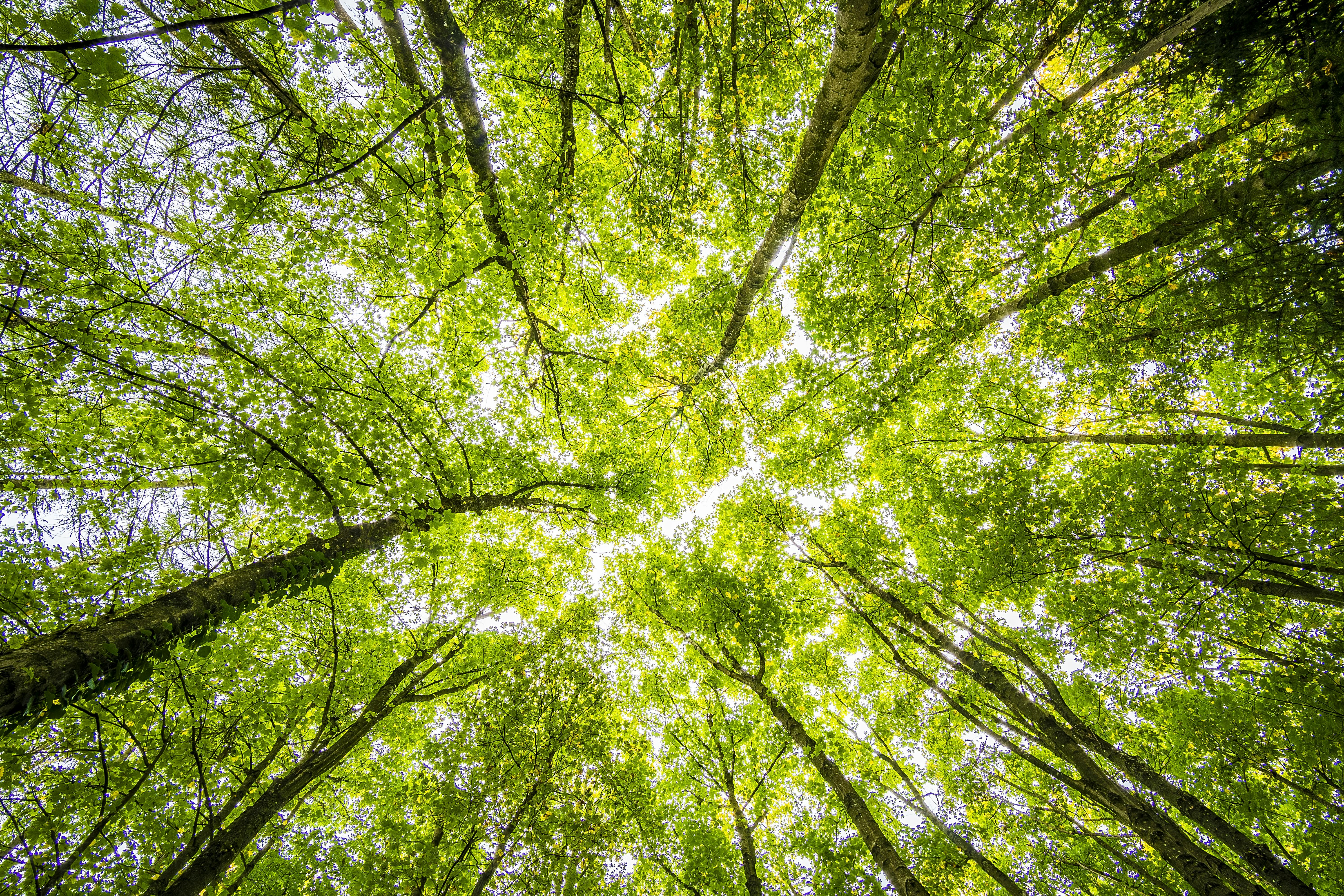 Vibrant green forest bottom up